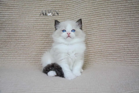 Ragdoll Breeders Ontario