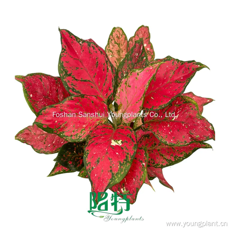 Aglaonema Tissue Culture: Ensuring Disease-Free Plant Production